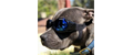 Doggles Esports